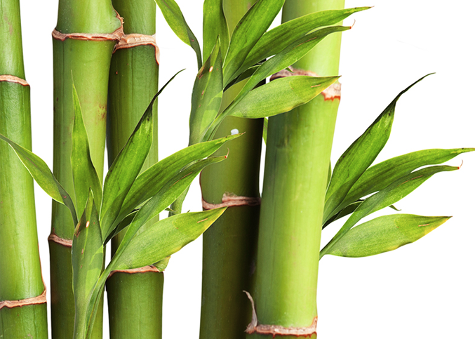 bamboo